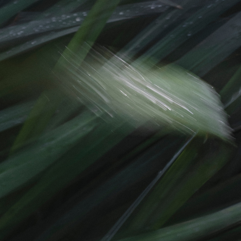 seed